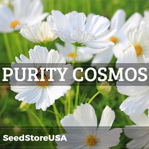 Purity Cosmos Seeds | Cosmos Bipinnatus | Non-GMO | Flower Seeds | Seed Store | 1222