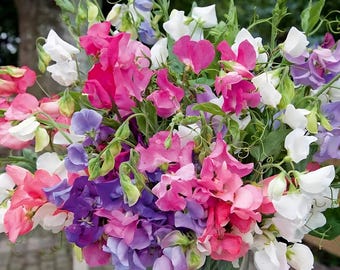 Bijou Mix Sweet Pea Seeds | Lathyrus Odoratus | Non-GMO | Flower Seeds | Seed Store | 1209