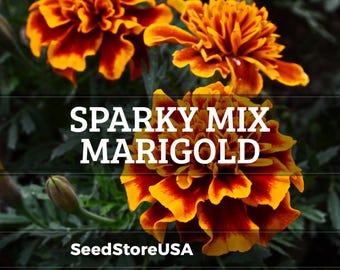 Sparky Mix Marigold Seeds | Tagetes Erecta | Non-GMO | Flower Seeds | Seed Store | 1189