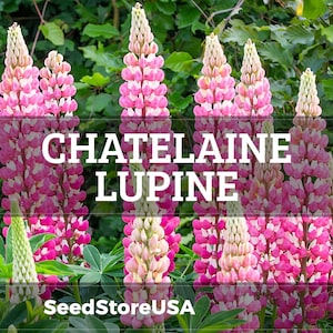 Chatelaine Lupine Seeds | Lupinus Polyphyllus | Non-GMO | Flower Seeds | Seed Store | 1256