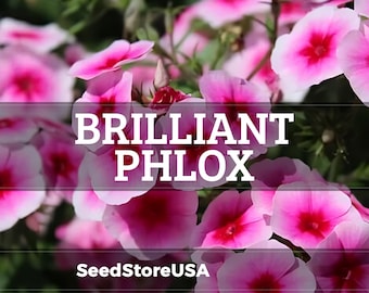 Brilliant Phlox Seeds | Phlox Drummondii | Non-GMO | Flower Seeds | Seed Store | 1238