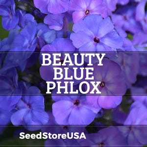 Beauty Blue Phlox Seeds | Phlox Drummondii | Non-GMO | Flower Seeds | Seed Store | 1239