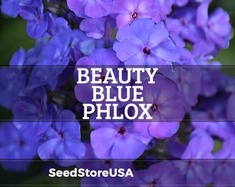 Beauty Blue Phlox Seeds | Phlox Drummondii | Non-GMO | Flower Seeds | Seed Store | 1239