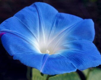 Heavenly Blue Morning Glory Seeds | Ipomoea Tricolor | Non-GMO | Flower Seeds | Seed Store | 1181