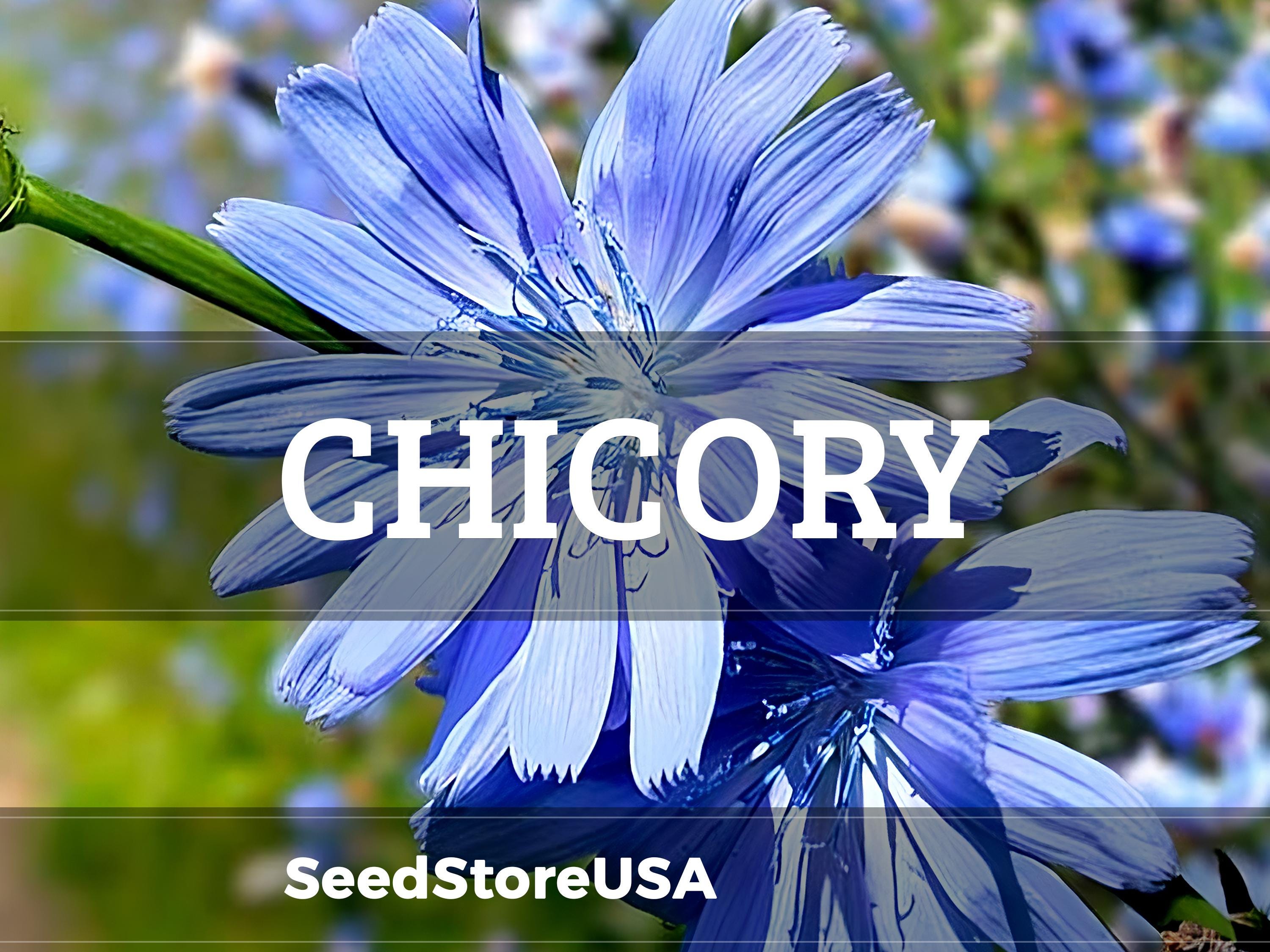 Chicory Seeds | Cichorium Intybus | Non-gmo | Flower Seeds | Seed