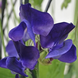 Royal Navy Blue Sweet Pea Seeds | Lathyrus Odoratus | Non-GMO | Flower Seeds | Seed Store | 1208