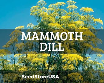 May include: Image of Mammoth Dill plants with bright yellow flowers against a clear blue sky. The text "MAMMOTH DILL" is prominently displayed across the image. The bottom of the image includes the text "SeedStoreUSA".