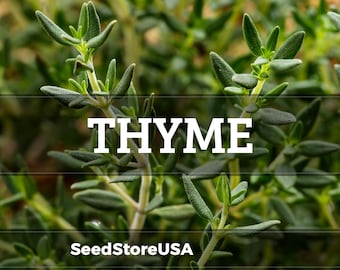 May include: Close-up of fresh thyme plants with small green leaves and stems. The word "THYME" is displayed in large white letters across the image. The background is blurred, showcasing more thyme plants.