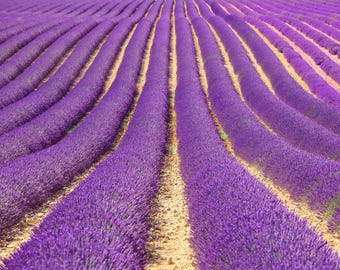Munstead Lavender Seeds | Heirloom - Non-GMO | Lavandula Angustifolia | Herb Seeds | Seed Store | 1137
