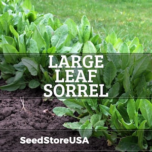 May include: A close-up of a sorrel plant with large, green leaves. The text "LARGE LEAF SORREL" is overlaid on the image. The plant is growing in dark soil, with grass in the background. The text "SeedStoreUSA" is at the bottom.