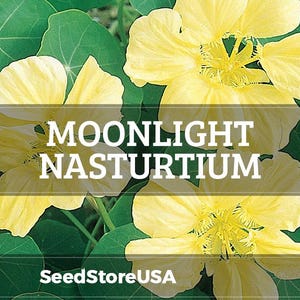 Moonlight Nasturtium Seeds | Tropaeolum Lobbianum | Non-GMO | Flower Seeds | Seed Store | 1197