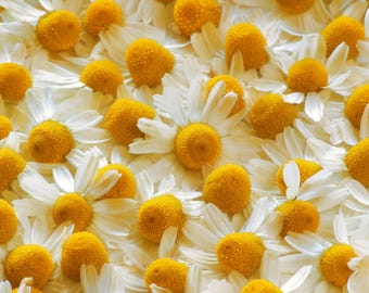 Roman Chamomile Seeds | Heirloom - Non-GMO | Anthemis Nobilis / Chamaemelum Nobile | Herb Seeds | Seed Store | 1153