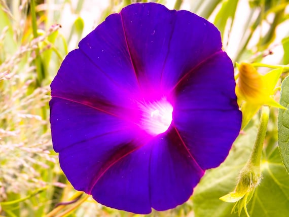 Grandpa Ott Morning Glory Seeds | Ipomoea Purpurea | Non-GMO | Flower Seeds | Seed Store | 1183