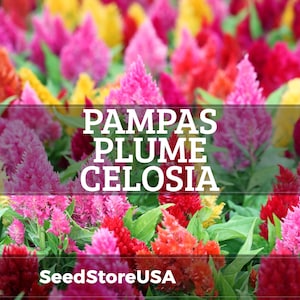 May include: A vibrant field of Pampas Plume Celosia flowers in shades of pink, red, orange, and yellow. The image features the text "PAMPAS PLUME CELOSIA" and the website "SeedStoreUSA".