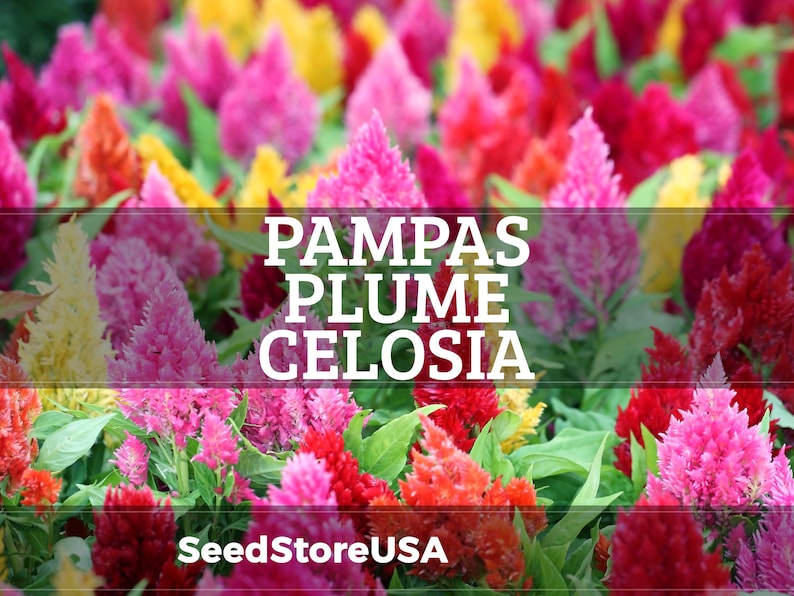 May include: A vibrant field of Pampas Plume Celosia flowers in shades of pink, red, orange, and yellow. The image features the text "PAMPAS PLUME CELOSIA" and the website "SeedStoreUSA".