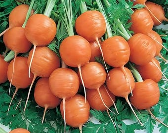 Parisian Carrot Seeds | French Heirloom / Non-GMO | Round Carrots 1-2 Inch Diameter | Daucus Carota | 1088