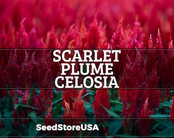 Scarlet Plume Celosia Seeds | Celosia Plumosa | Non-GMO | Flower Seeds | Seed Store | 1278
