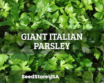 Giant Italian Parsley Seeds | Heirloom - Non-GMO | Petroselinum Crispum | Herb Seeds | Seed Store | 1133