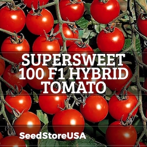 May include: Clusters of bright red, ripe tomatoes on the vine. The image features the text "SUPERSWEET 100 F1 HYBRID TOMATO" in white, with "SeedStoreUSA" at the bottom. The tomatoes are round and appear juicy.