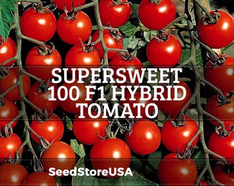 Semillas de tomate Supersweet 100 (híbrido F1) / Variedad tradicional - No transgénica / Solanum Lycopersicum / Semillas de hortalizas / Tienda de semillas / 1037