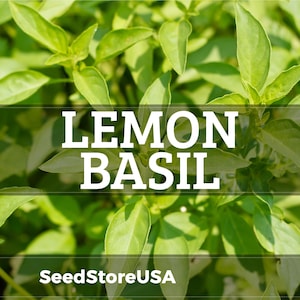 Lemon Basil Seeds | Heirloom - Non-GMO | Ocimum Basilicum | Herb Seeds | Seed Store | 1129
