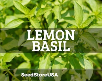 Lemon Basil Seeds | Heirloom - Non-GMO | Ocimum Basilicum | Herb Seeds | Seed Store | 1129