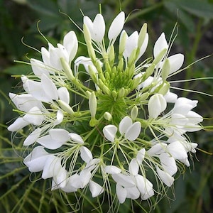 White Queen Cleome Seeds | Cleome Hassleriana | Non-GMO | Flower Seeds | Seed Store | 1260