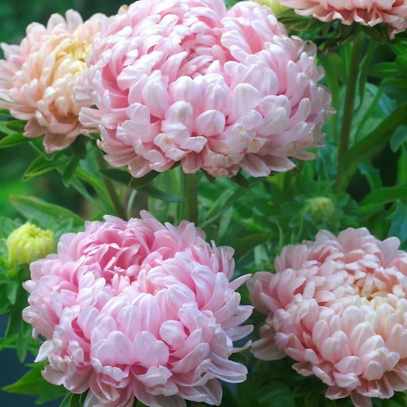 Peony Duchess Apricot Aster Seeds | Callistephus Tall | Non-GMO | Flower Seeds | Seed Store | 1233 image 2