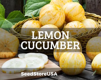 Semillas de pepino limón / Variedad tradicional / Sin OMG / Cucumis sativus / Semillas de hortalizas / Tienda de semillas / 1059