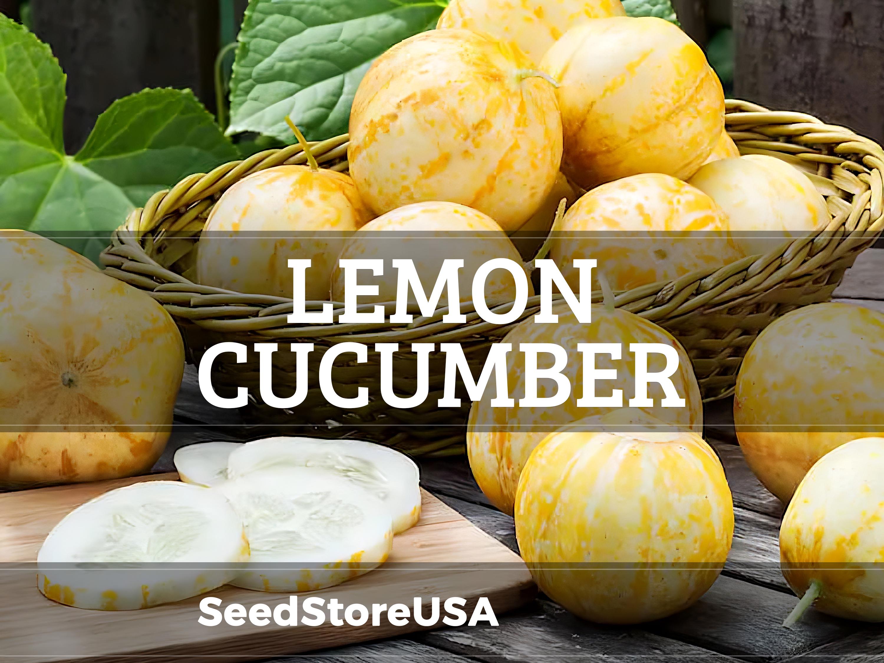 Yellow Cucumber - Etsy