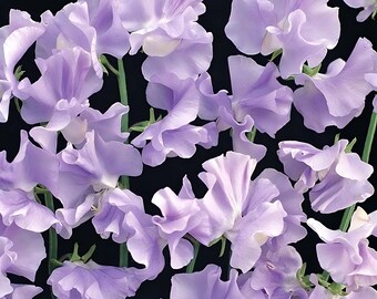 Royal Lavender Sweet Pea Seeds | Lathyrus Odoratus | Non-GMO | Flower Seeds | Seed Store | 1207