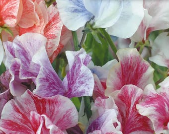 Streamer Mix Sweet Pea Seeds | Lathyrus Odoratus | Non-GMO | Flower Seeds | Seed Store | 1210