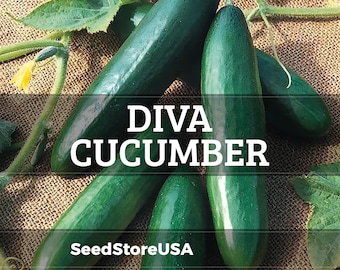 Diva Cucumber Seeds | 2002 AAS Winner | F1 Hybrid / Non-GMO | Cucumis Sativus | Vegetable Seeds | Seed Store | 1058