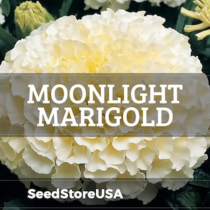 Moonlight Marigold Seeds | Tagetes Erecta | Non-GMO | Flower Seeds | Seed Store | 1192