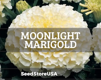Moonlight Marigold Seeds | Heirloom / Non-GMO | Tagetes Erecta | Flower Seeds | Seed Store | 1192