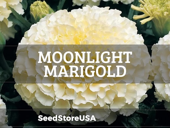 Moonlight Marigold Seeds | Heirloom / Non-GMO | Tagetes Erecta | Flower Seeds | Seed Store | 1192