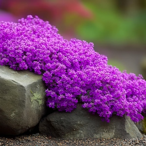 Creeping Thyme Seeds | Heirloom - Non-GMO | Thymus Serpyllum | Seed Store | Herb Seeds | 1159 image 2