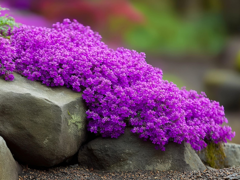 Creeping Thyme Seeds | Heirloom - Non-GMO | Thymus Serpyllum | Seed Store | Herb Seeds | 1159 image 2
