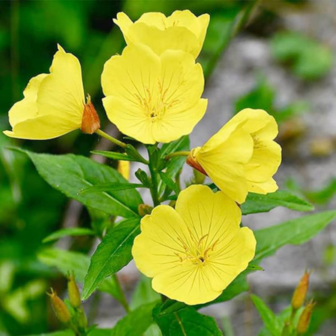 Yellow Common Evening Primrose Seeds Oenothera Lamarckiana Non-gmo