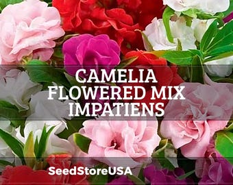 Camelia Flowered Mix Impatiens Seeds | Impatiens Balsamina | Non-GMO | Flower Seeds | Seed Store | 1262