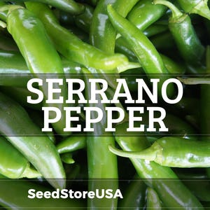 May include: A close-up shot of a pile of fresh, green serrano peppers. The peppers are long, slender, and vibrant green, with a slightly glossy texture. The text "SERRANO PEPPER" is overlaid on the image, along with the text "SeedStoreUSA".