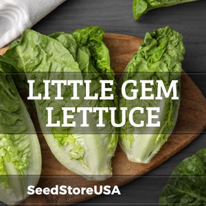 May include: Three heads of fresh Little Gem lettuce with vibrant green, crinkled leaves and pale white stems. The text LITTLE GEM LETTUCE is printed in white capital letters across the center, with SeedStoreUSA at the bottom.