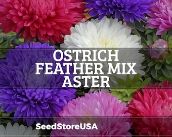 Ostrich Feather Mix Aster Seeds | Callistephus Chinensis | Non-GMO | Flower Seeds | Seed Store | 1231