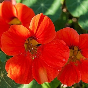 Empress Of India Nasturtium Seeds | Tropaeolum Minus | Non-GMO | Flower Seeds | Seed Store | 1199