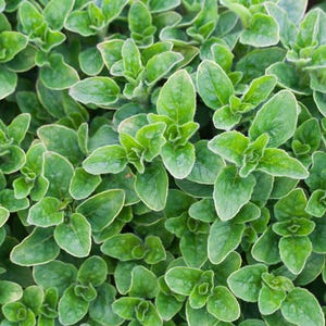 Greek Oregano Seeds | Heirloom - Non-GMO | Origanum Vulgare Hirtum | Herb Seeds | Seed Store | 1142