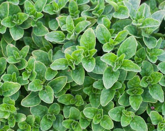 Greek Oregano Seeds | Heirloom - Non-GMO | Origanum Vulgare Hirtum | Herb Seeds | Seed Store | 1142