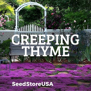 May include: A garden scene with a dense, purple carpet of creeping thyme. A white picket fence and archway are in the background, with a wooden bench and metal chairs. The text "CREEPING THYME" is displayed prominently.
