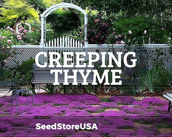 Creeping Thyme Seeds | Heirloom - Non-GMO | Thymus Serpyllum | Seed Store | Herb Seeds | 1159