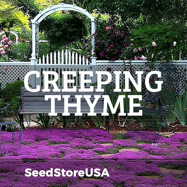 Creeping Thyme Seeds | Heirloom - Non-GMO | Thymus Serpyllum | Seed Store | Herb Seeds | 1159