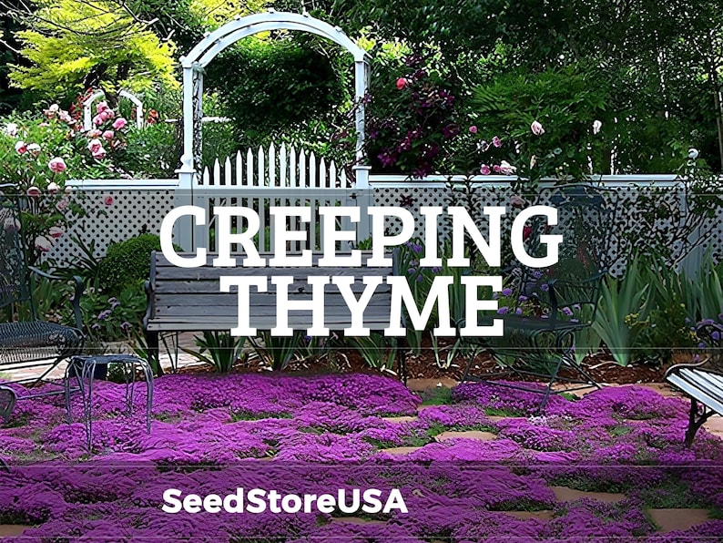 May include: A garden scene with a dense, purple carpet of creeping thyme. A white picket fence and archway are in the background, with a wooden bench and metal chairs. The text "CREEPING THYME" is displayed prominently.